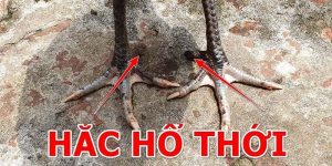 Tìm hiểu thông tin chung về gà hắc hổ thới